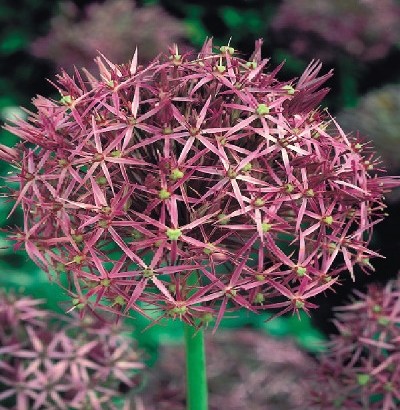 Allium und Alliumzwiebeln