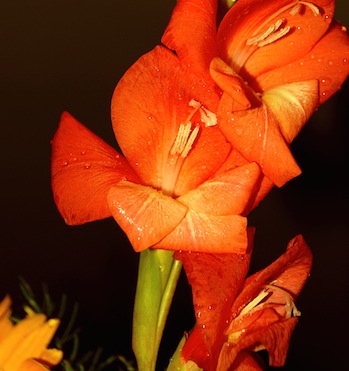 Gladiolen und Gladiolenzwiebeln