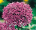 Allium