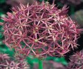 Allium