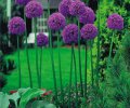 Allium