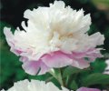 Paeonia