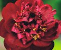 Paeonia