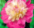 Paeonia