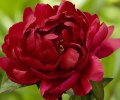 Paeonia