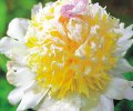 Paeonia