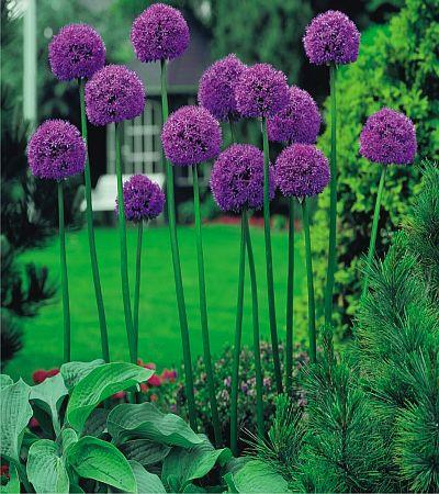 Allium