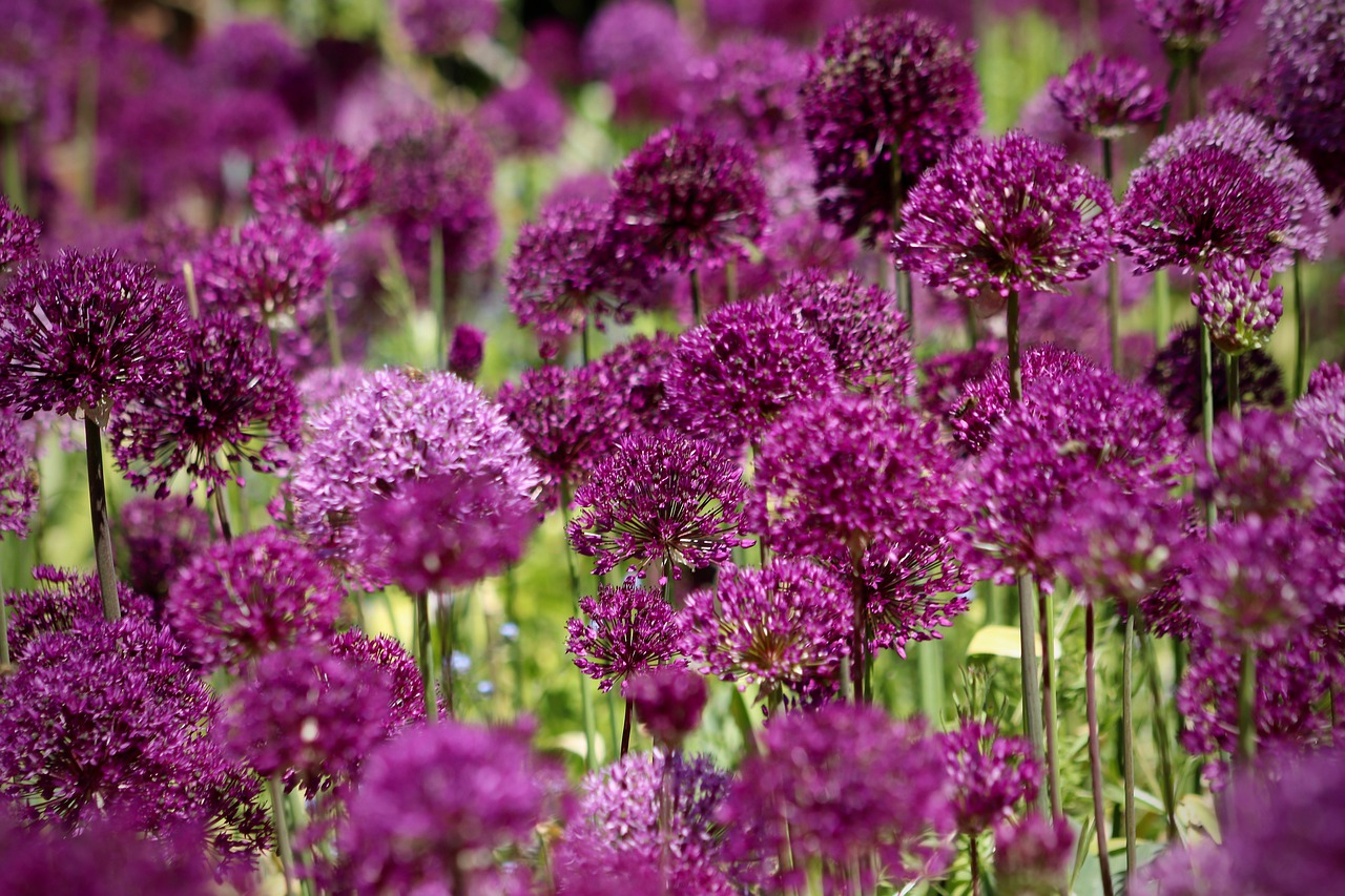 Allium