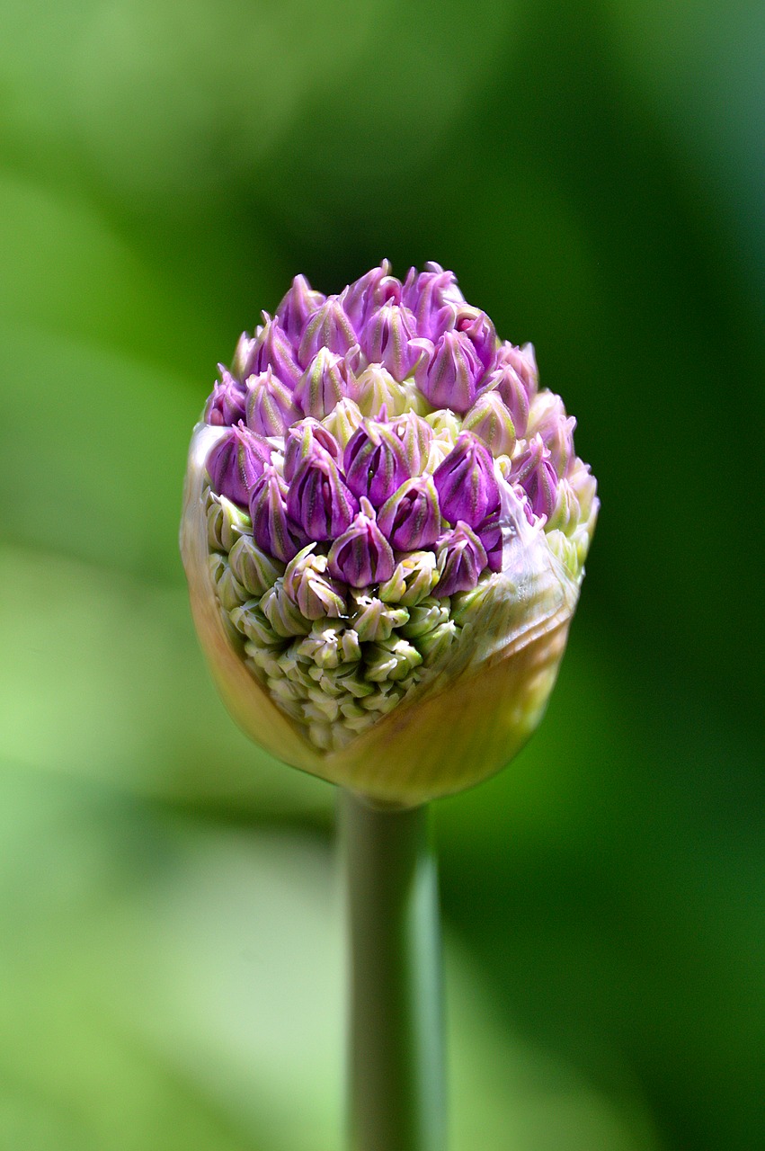 Blumenknollen trockene und warm überwintern