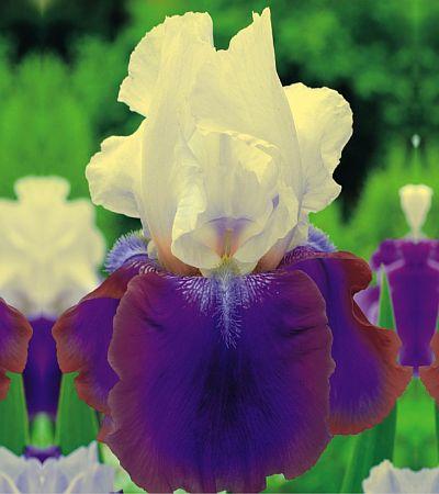 Iris