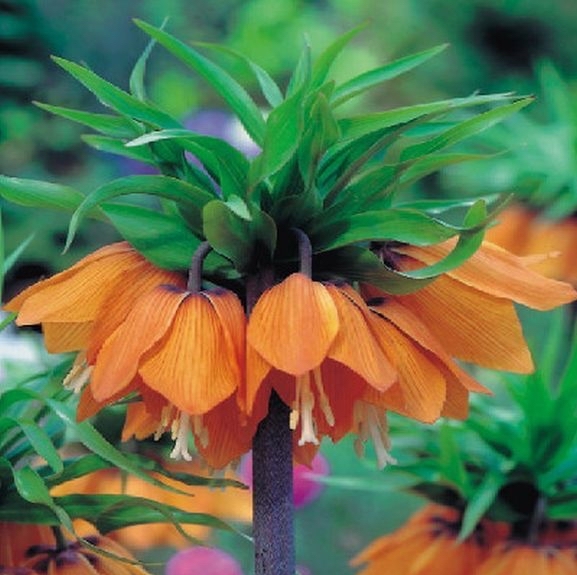 Kaiserkrone-Fritillaria