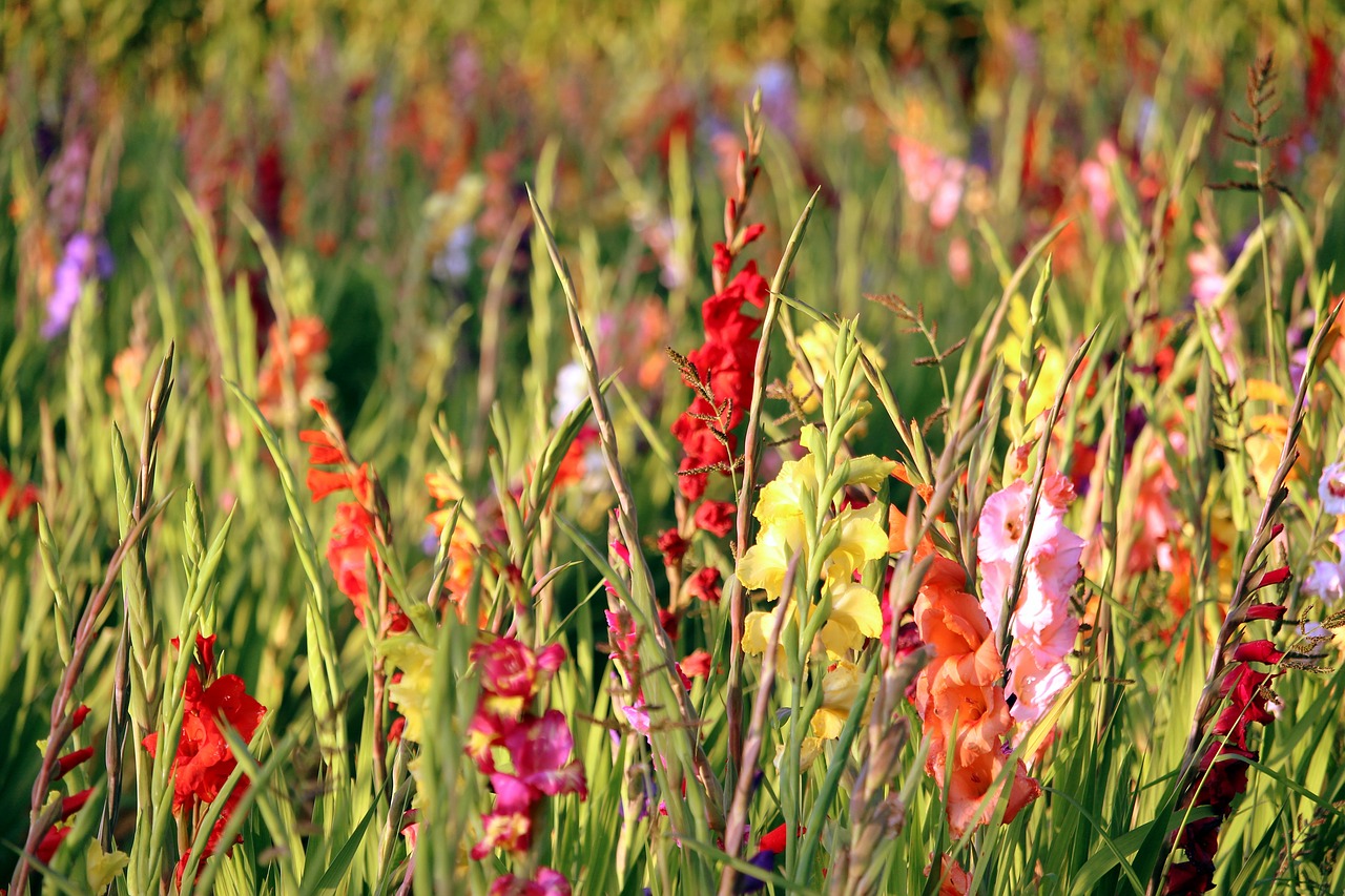 Lilien und Gladiolen im Sommer und Herbst