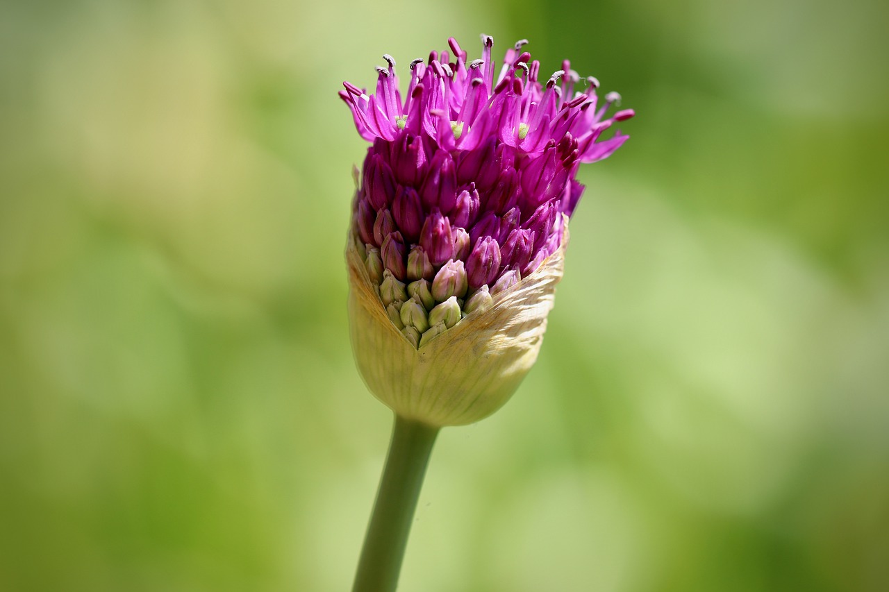 Mehrjährige Alliumzwiebeln im Garten