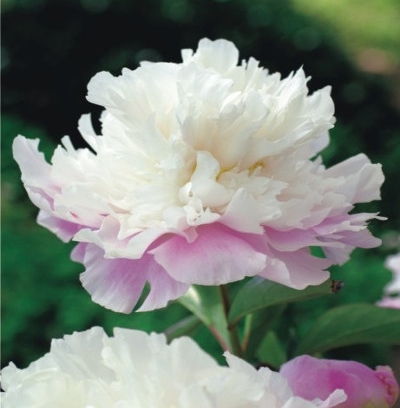 Paeonia