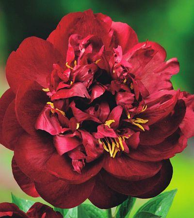 Paeonia