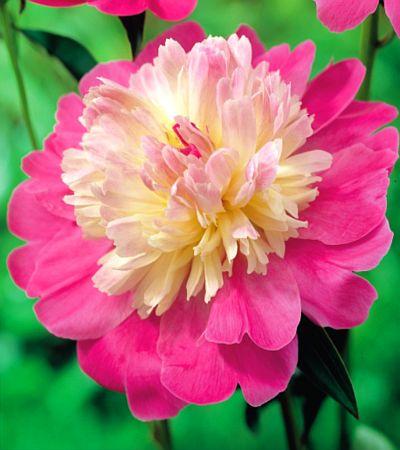 Paeonia