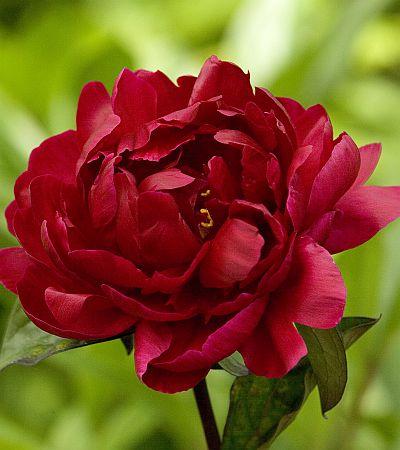 Paeonia