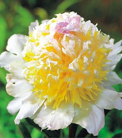 Paeonia