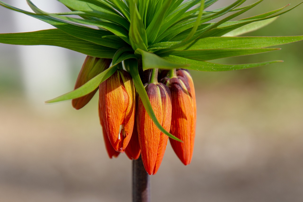 Pflege von Kaiserkrone-Fritillaria