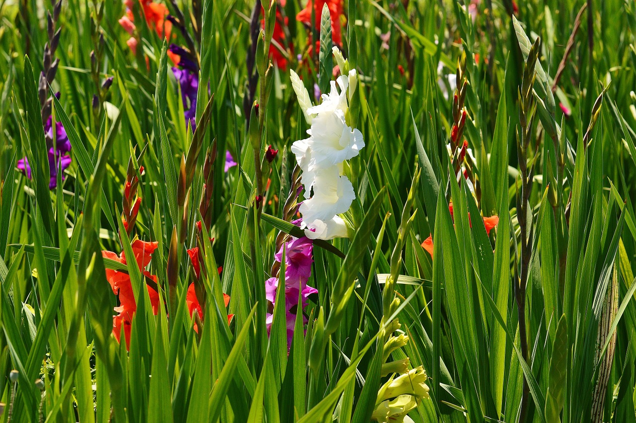 Sommer- und Herbstblüher - Pflanzzeit im Frühling