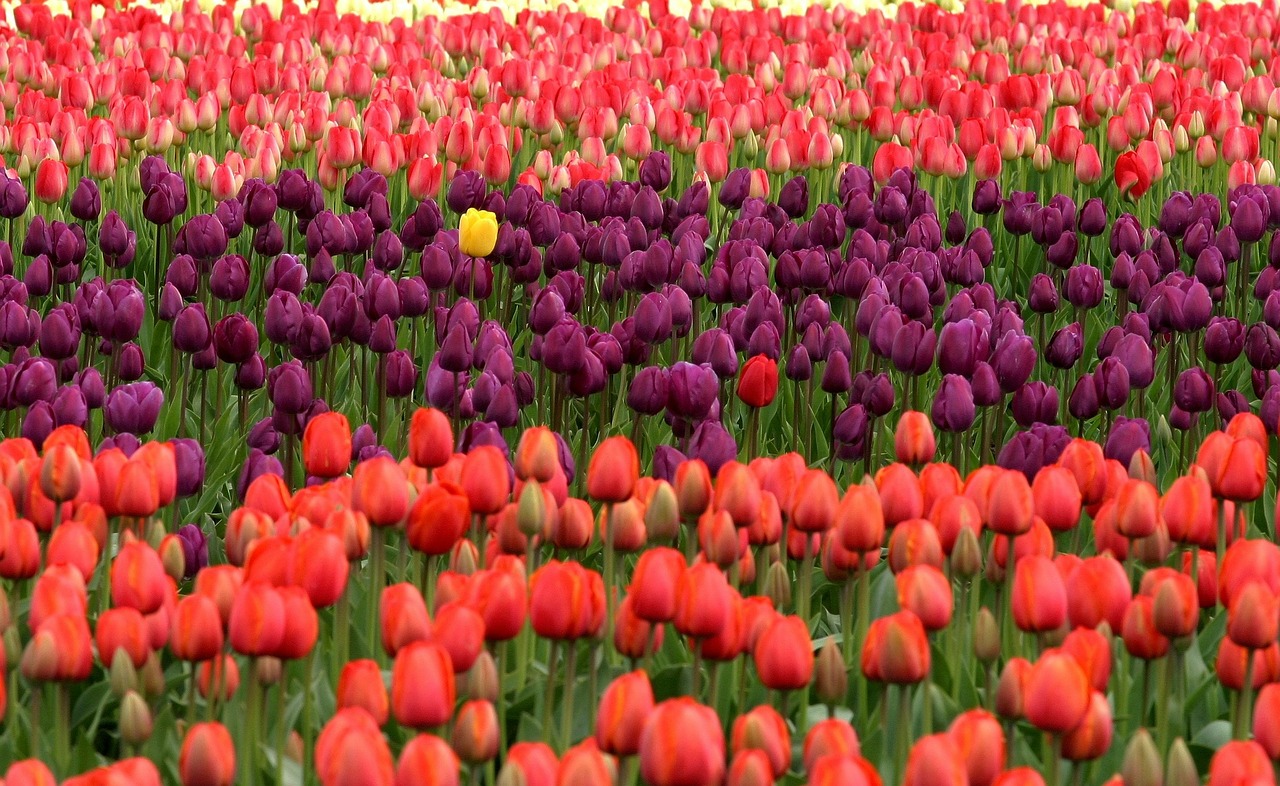 Tulpen